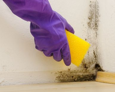 Person wearing gloved cleaning up mold from a wall with a sponge